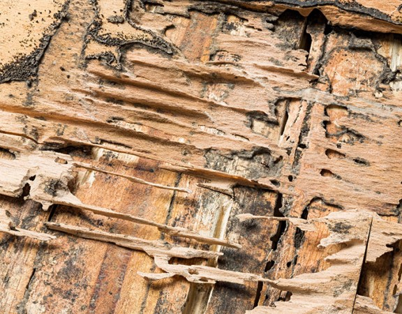 formosan termite damage charleston sc