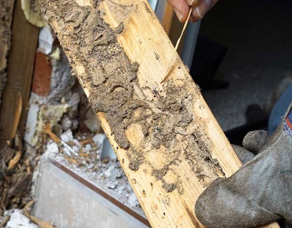 termite damage charleston sc