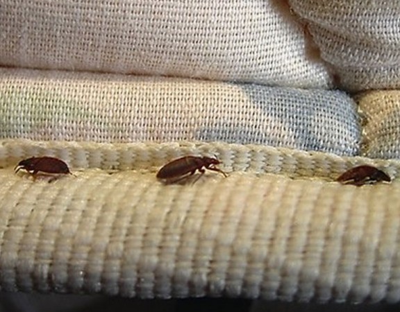 bed bugs pest control service charleston sc