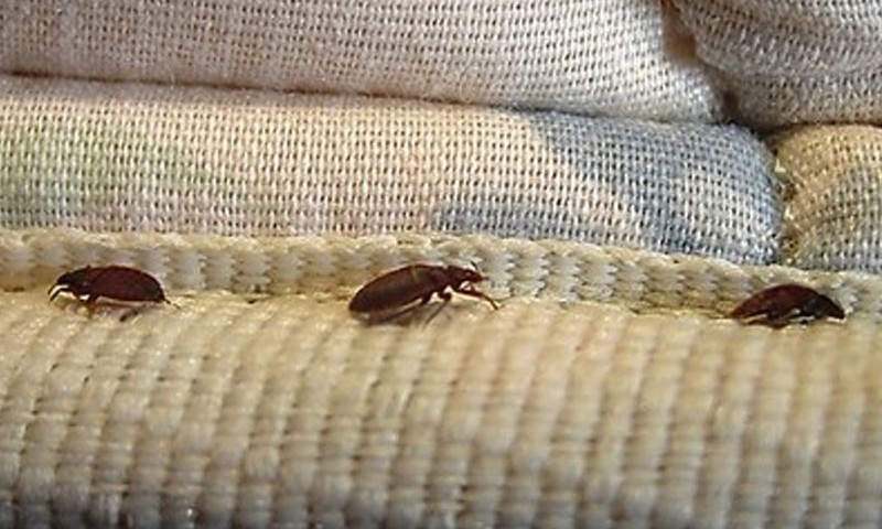 bed bugs pest control service charleston sc